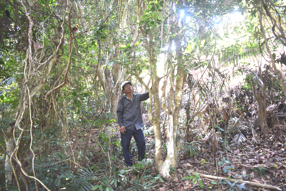 Nhiều cây chè Vân rất cao còn sót lại trong rừng tự nhiên ở xã Bản Sen 