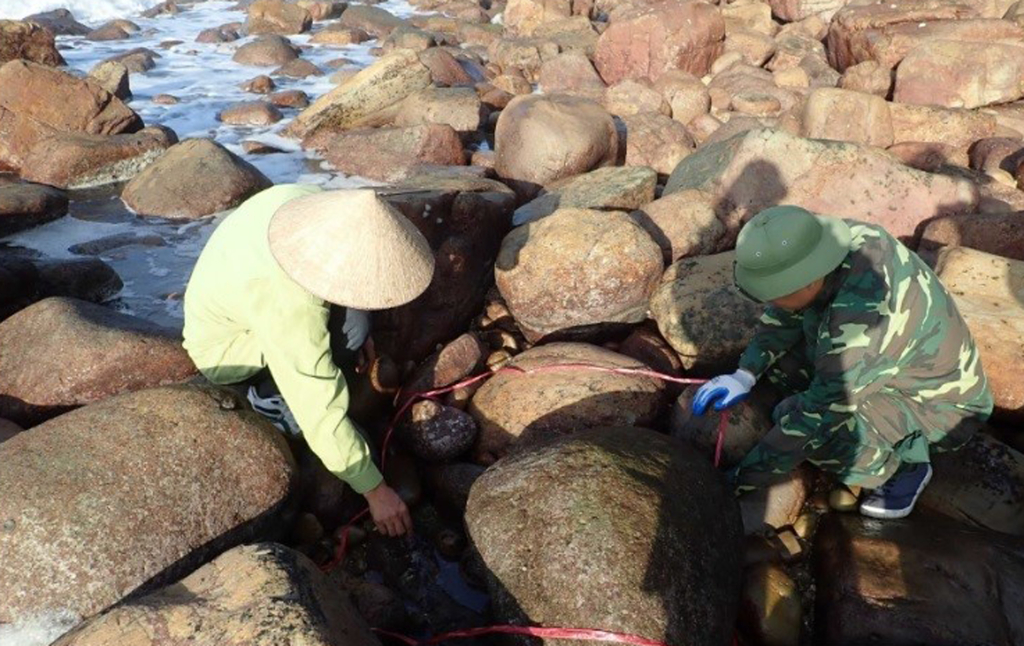 Cán bộ Ban quản lý Vườn quốc gia Bái Tử Long lập ô điều tra đánh giá hệ sinh thái vùng triều tại một số khu vực trên đảo Ba Mùn.