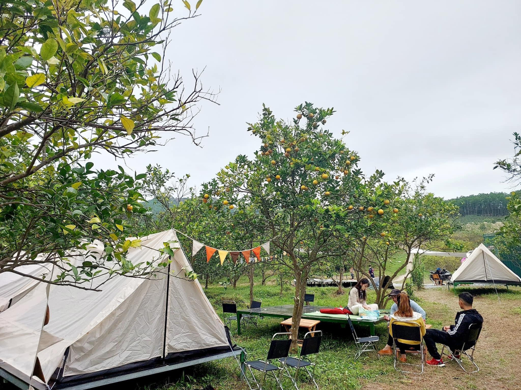 Vườn cam tại phường Vàng Danh, TP Uông Bí thu hút du khách với dịch vụ tham quan, khám phá vườn cam và cắm trại. 