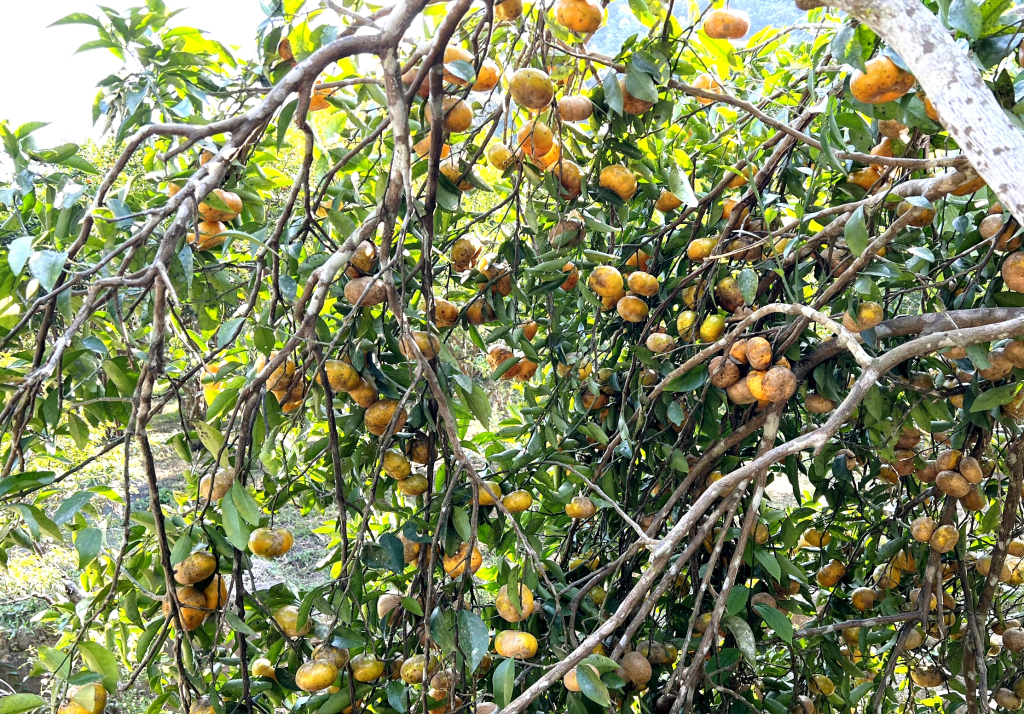 Vườn cam sai trĩu quả nhà ông Trần Văn Hậu.
