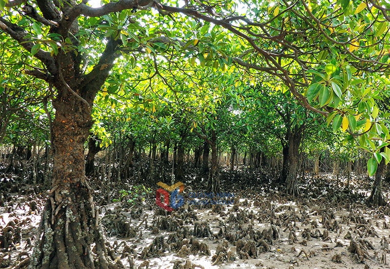 Khu bảo tồn đất ngập nước Đồng Rui (xã Hải Lạng) có nhiều cây rừng ngập mặn thân to, tán rộng, tràn trề sức sống.